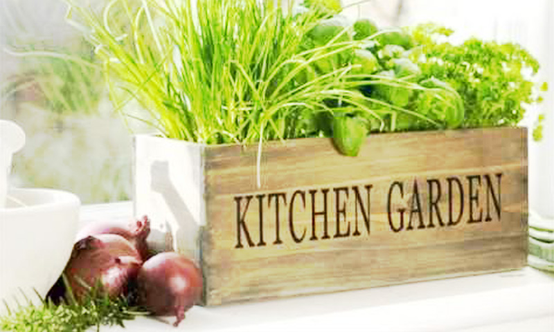 Guide to Backyard Kitchen Gardening Kitchen Gardening