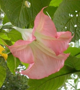 10 deadly- Angel_Trumpet