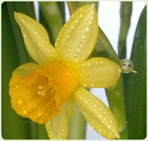 10 deadly- Daffodil